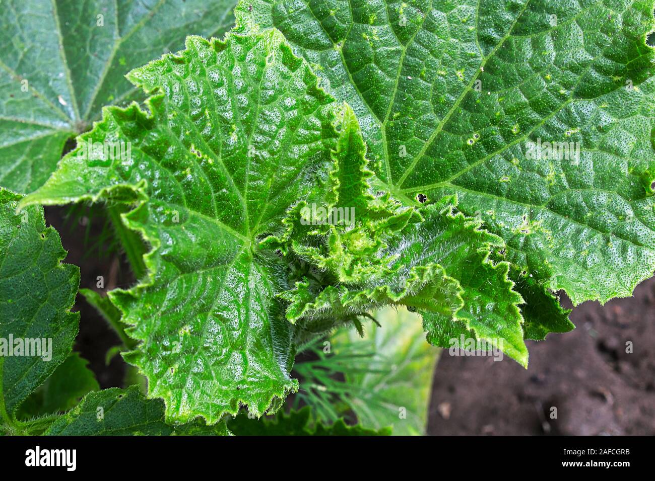 Primer plano del hairy pepino uncurling deja en el jardín Foto de stock