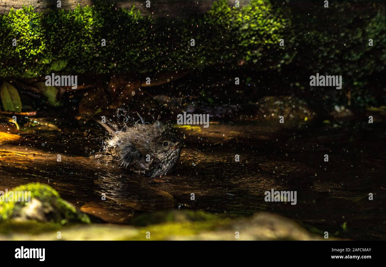 Isla Sur Robin bañarse en la piscina de poca profundidad, Nueva Zelanda Foto de stock