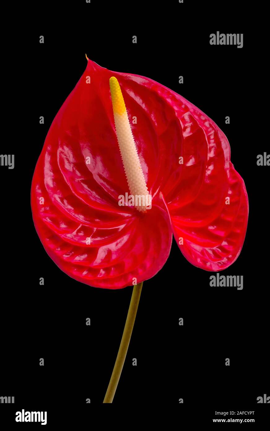 Flor única flamingo lirio, corazón rojo flor en forma de espiga carnosa, anturio Foto de stock