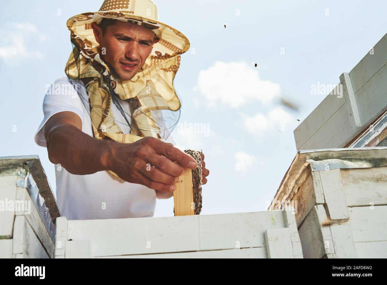 Máscara de abeja fotografías e imágenes de alta resolución - Página 2 -  Alamy