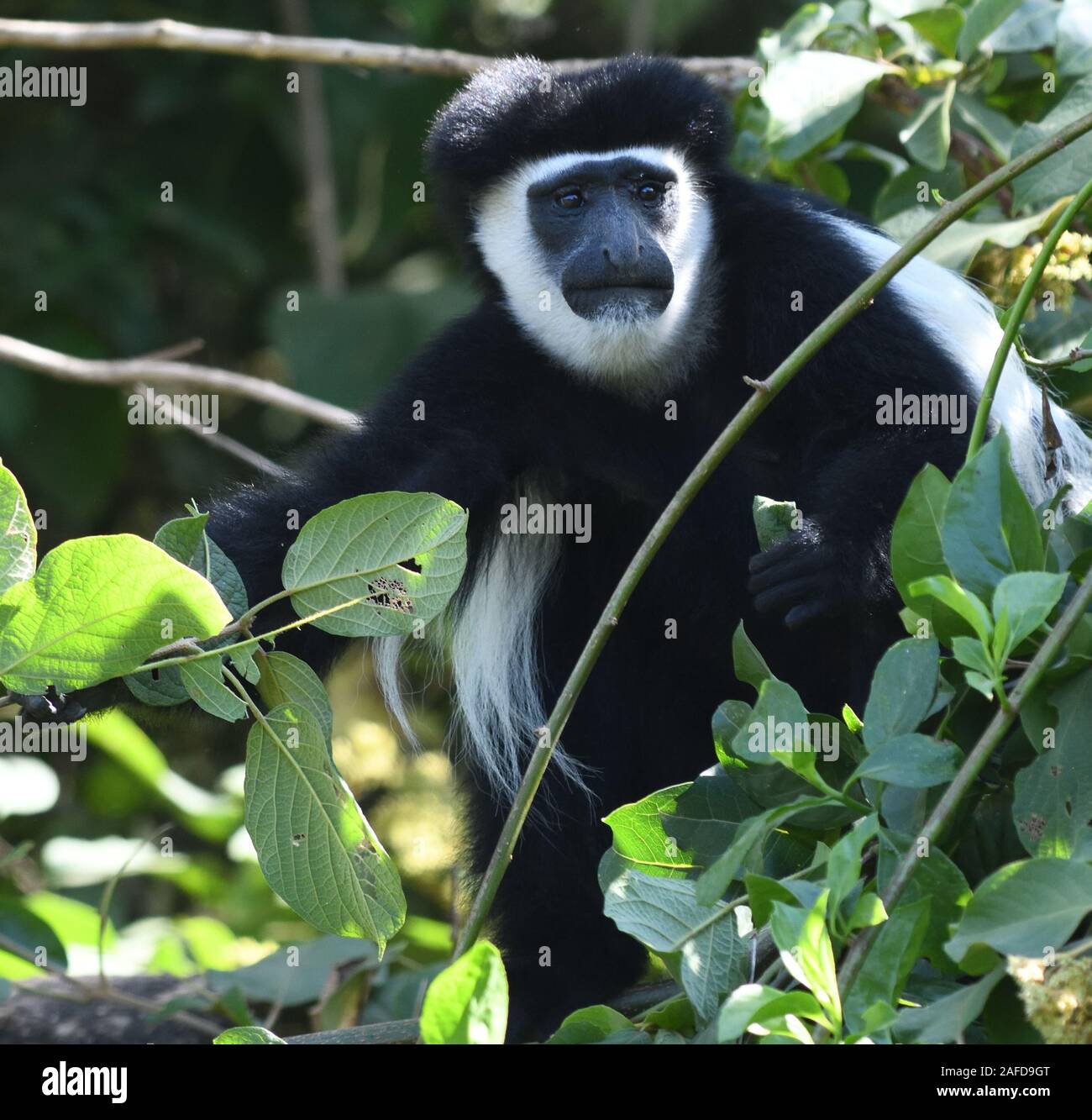 Un mono colobo blanco y negro, la repisa (Colobus guereza guereza), se  relaja en las ramas de los árboles para digerir su comida de hojas. El  Parque Nacional de Arusha Fotografía de