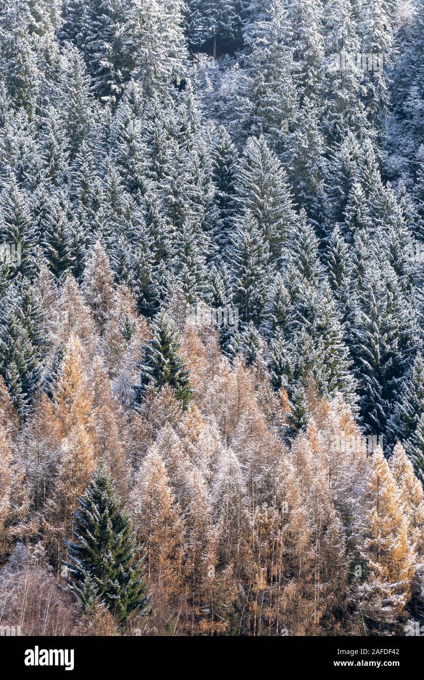 Los pinos cubiertos de nieve en los Alpes suizos durante el invierno Foto de stock