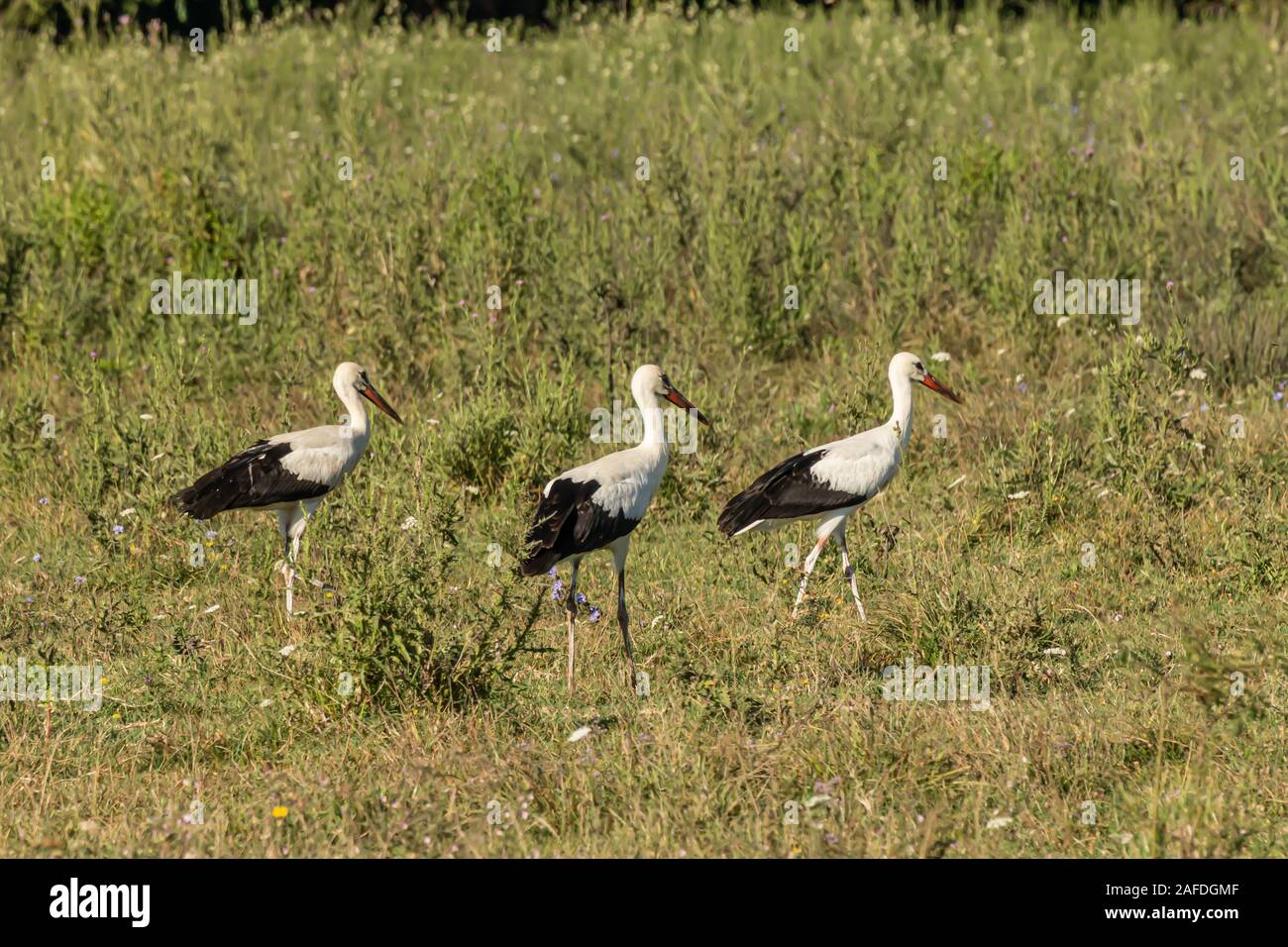 Cigüeña blanca, Ciconia ciconia, gran pájaro, cigüeña familia Ciconiidae. Su plumaje es principalmente blanco con negro sobre sus alas. Animalia, Chordata, Aves, CIC Foto de stock
