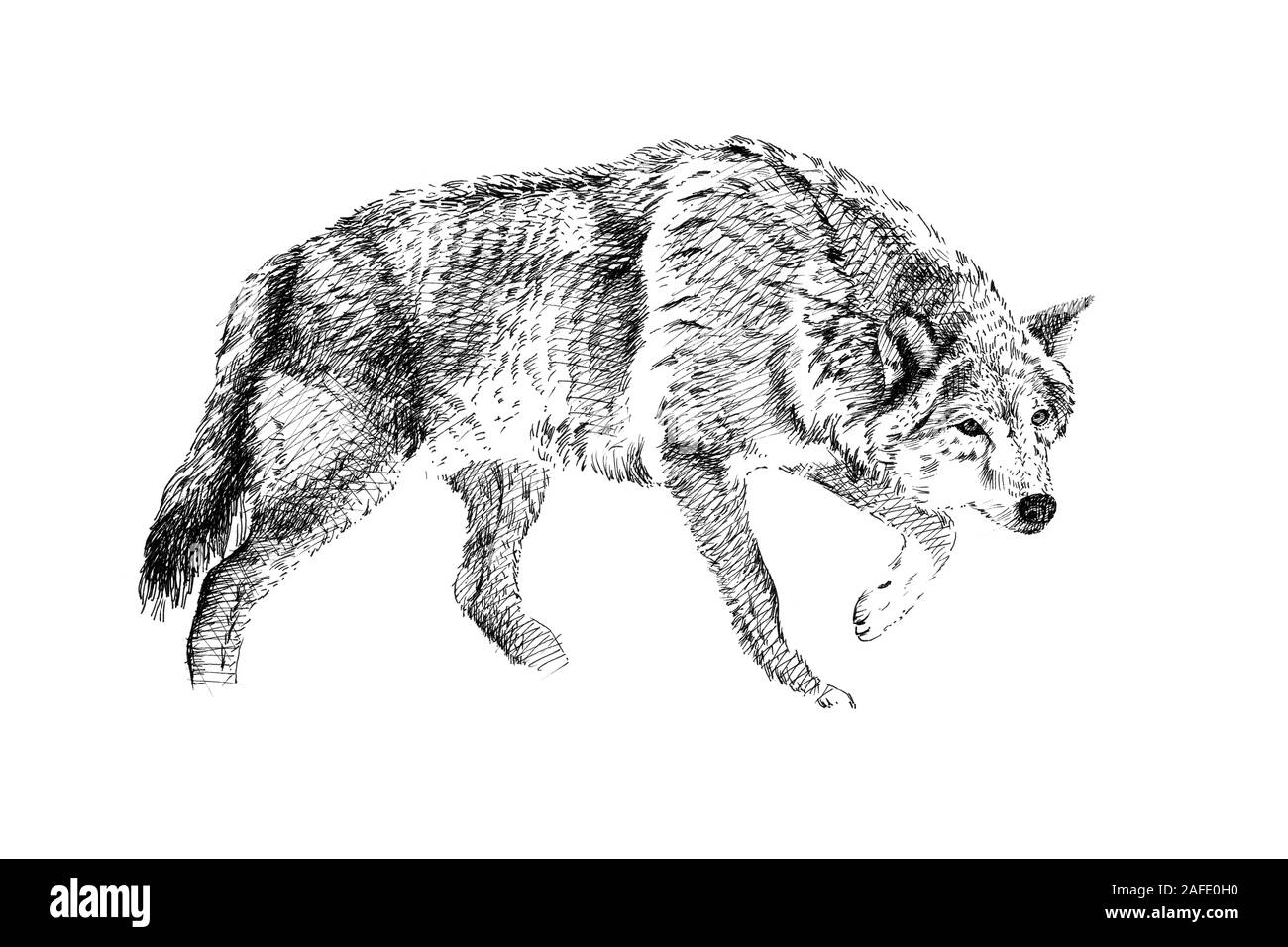 Bosquejo de lobo fotografías e imágenes de alta resolución - Alamy Bosquejo de lobo fotografías e imágenes de alta resolución - Alamy