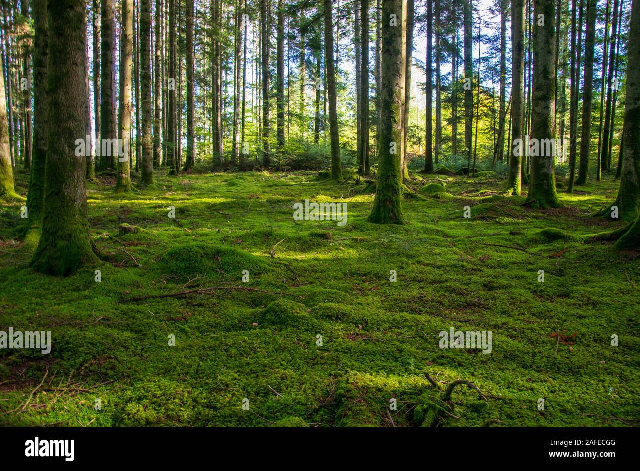 El sotobosque en verano de un bosque francés en la ciudad de Giat, que está ubicada en el departamento de Puy-De-Dome en la región de Auvergne Foto de stock