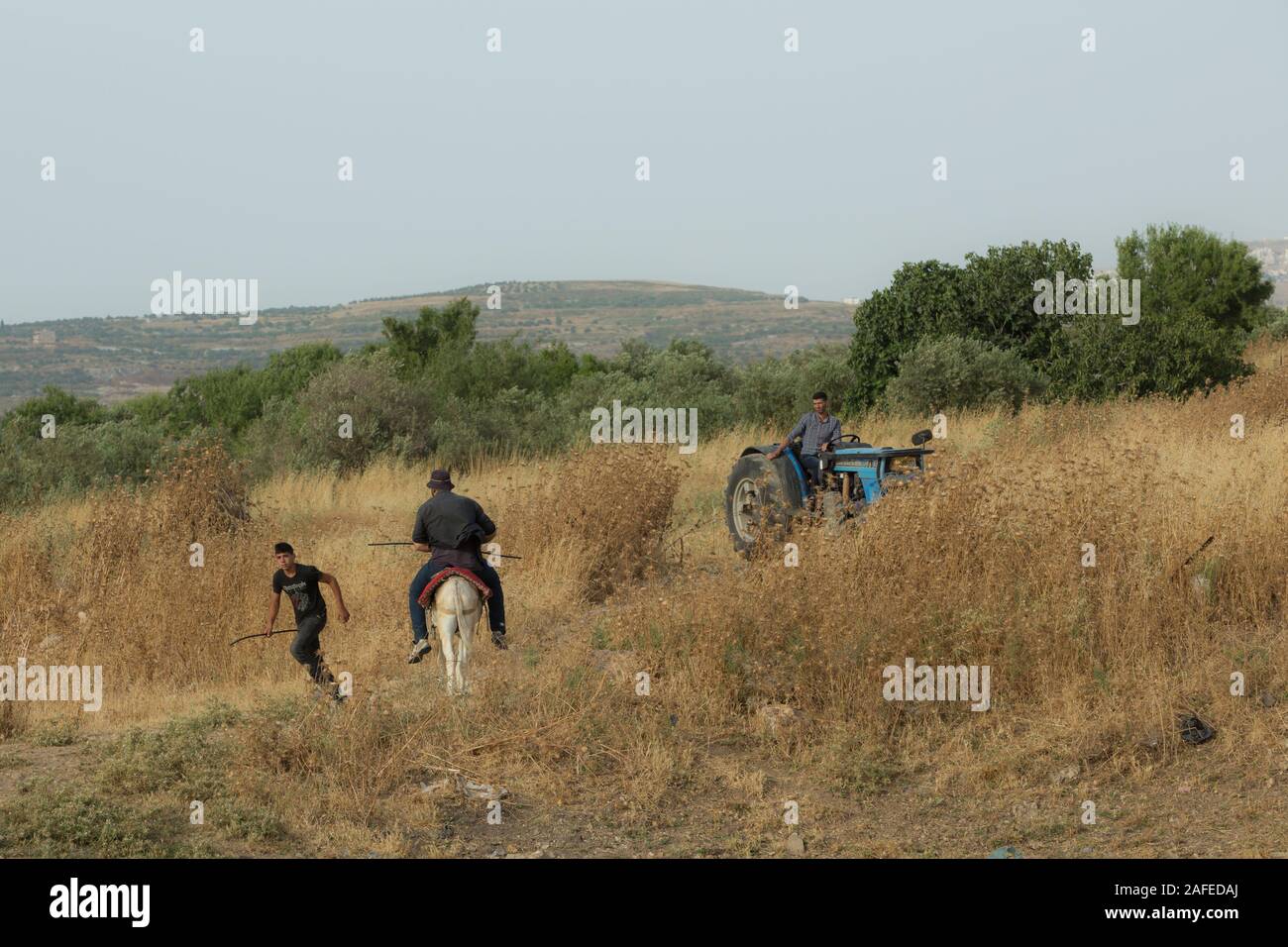 Los residentes palestinos en un campo pedregoso infestadas con hierbas secas y espinas fotografiado en la Ribera Occidental cerca de Gidi Junction Palestina / Israel Foto de stock