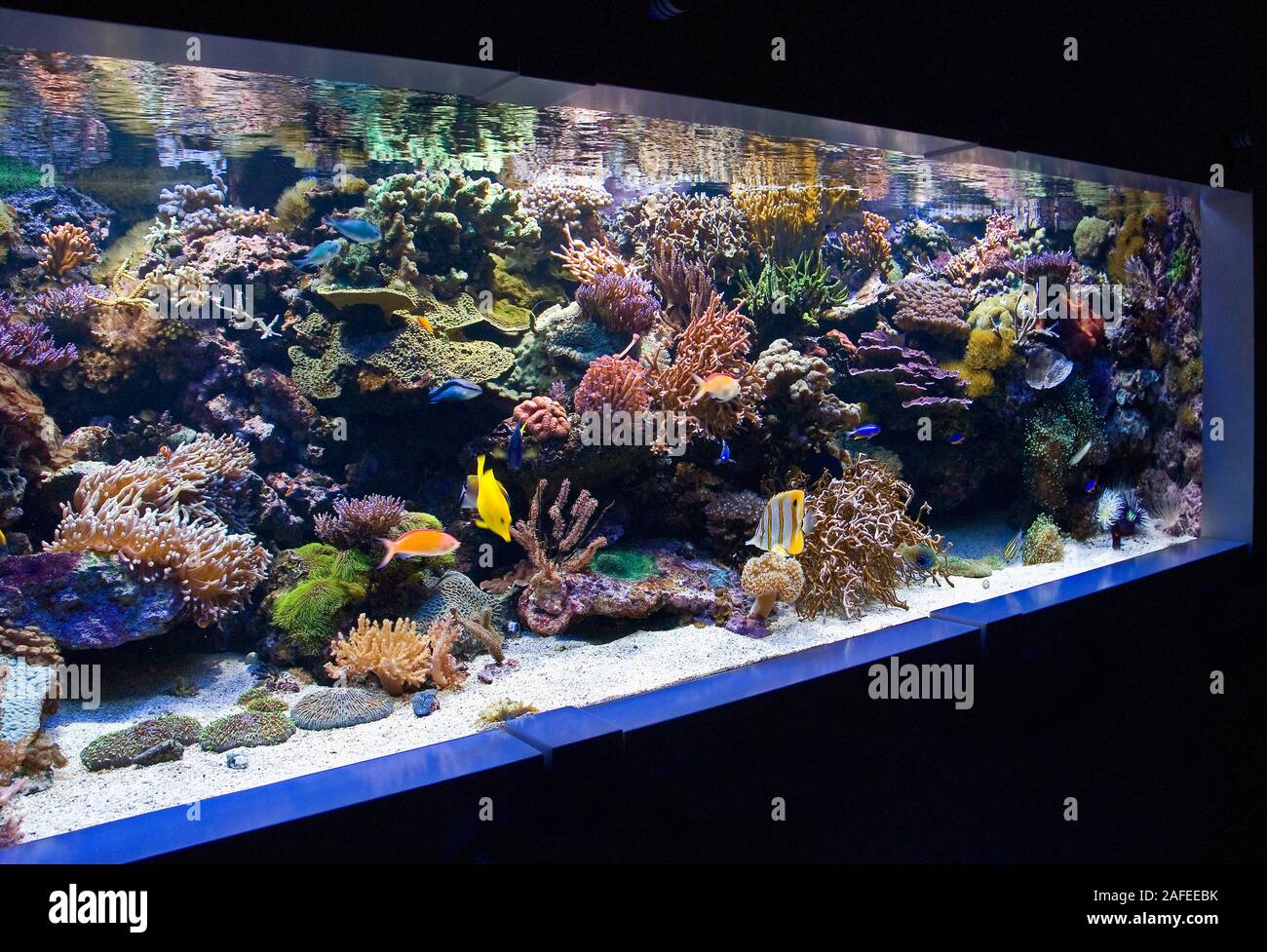 Tropical coral reef aquarium with small fishes fotografías e imágenes de  alta resolución - Alamy