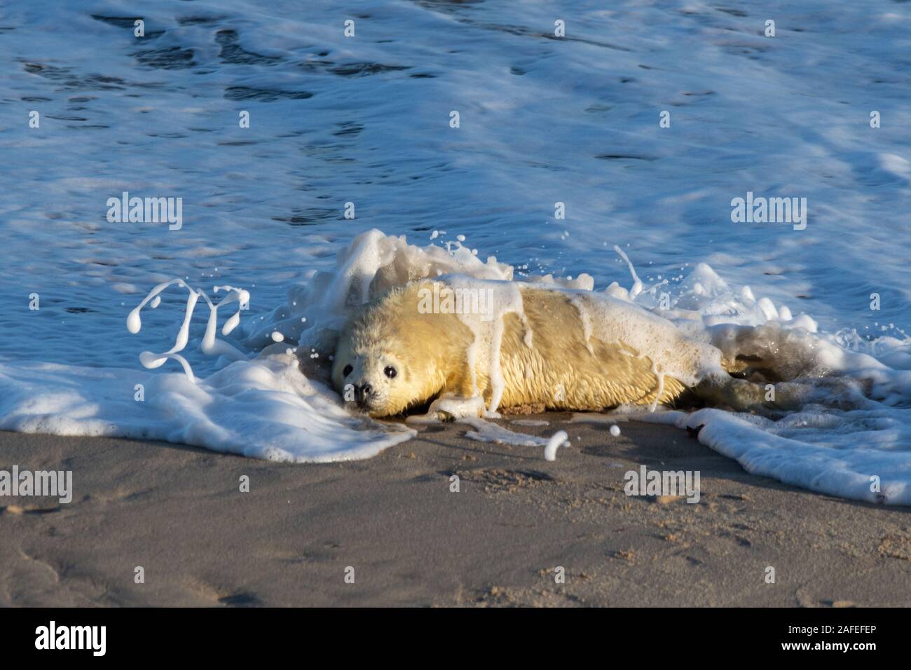 Horsey Playa colonia de focas grises (Halichoerus grypus) en Norfolk, Inglaterra, durante el invierno (diciembre) - joven seal pup en el mar Foto de stock