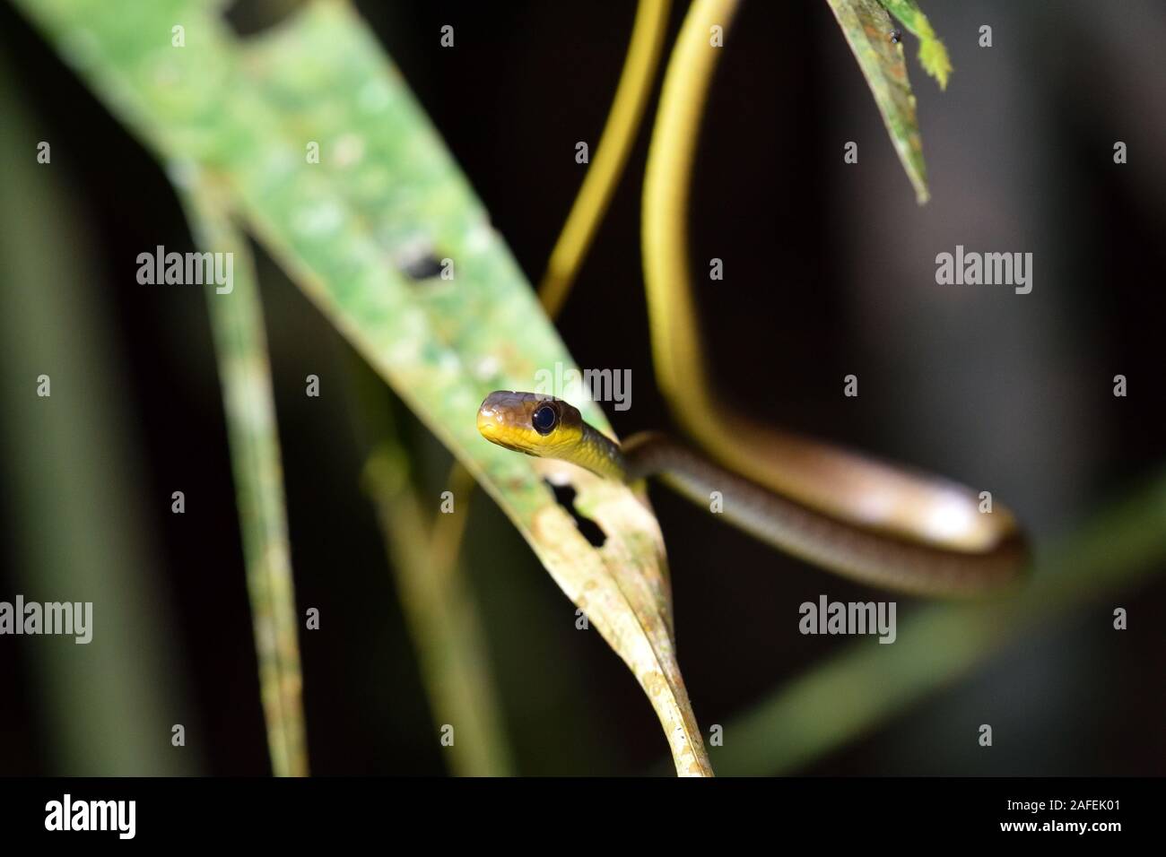 Serpiente Sipo marrón Foto de stock