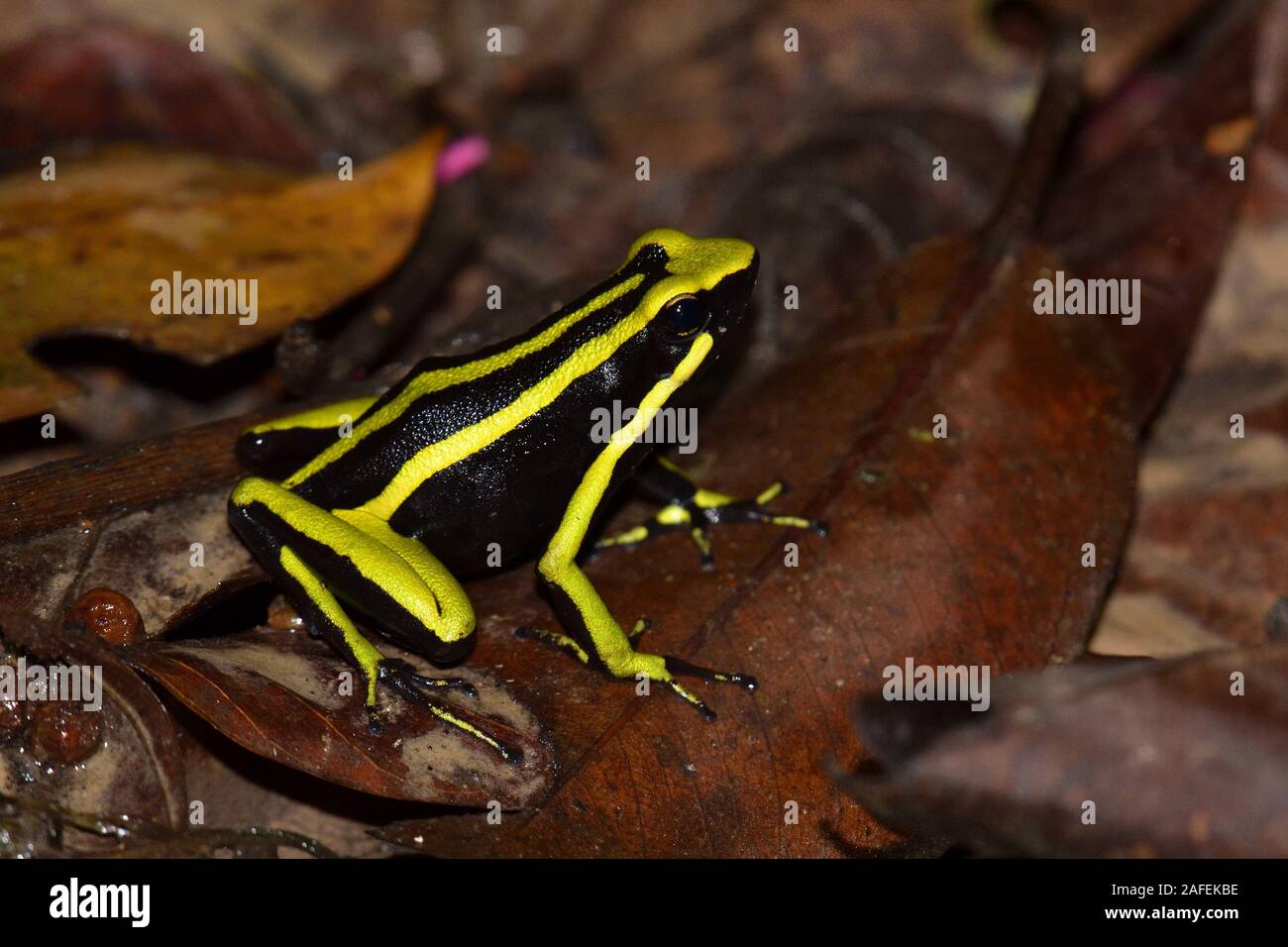 Una rana venenosa tres rayas en la selva amazónica Foto de stock