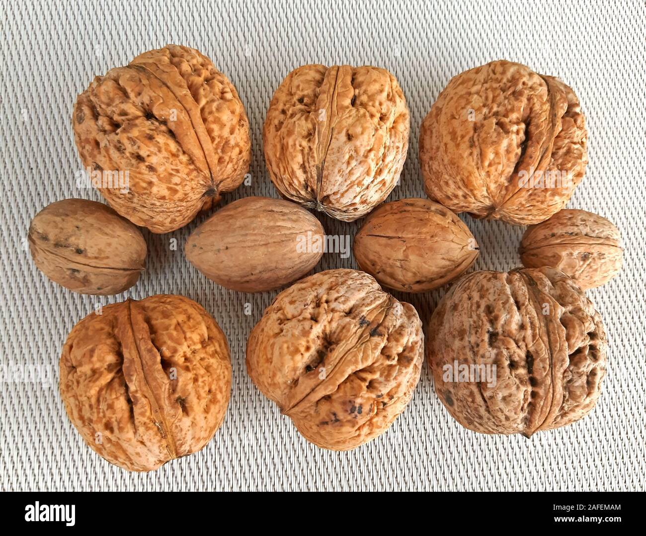 Grande vs pequeño las nueces en el fondo del lienzo Foto de stock