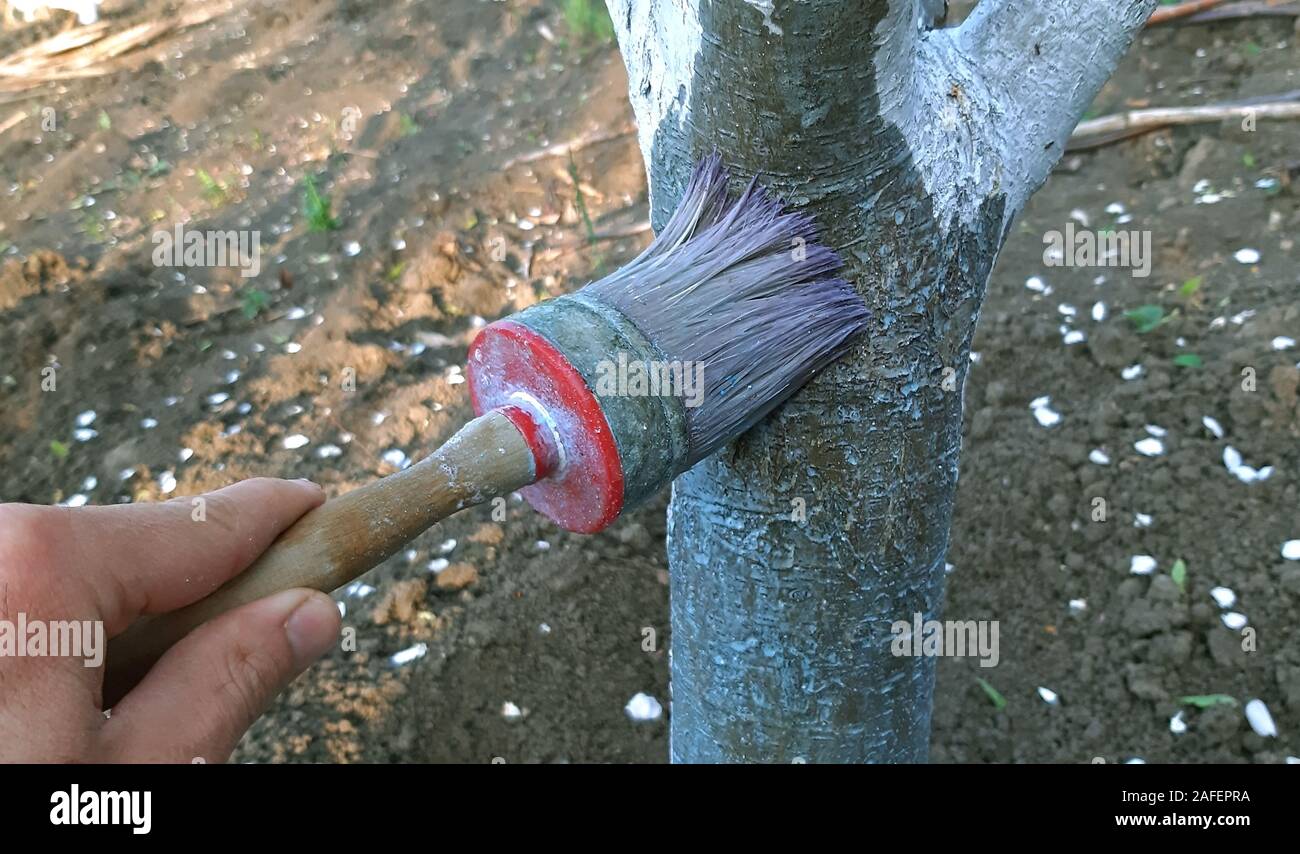 Pintar los árboles con cal en la primavera Fotografía de stock - Alamy