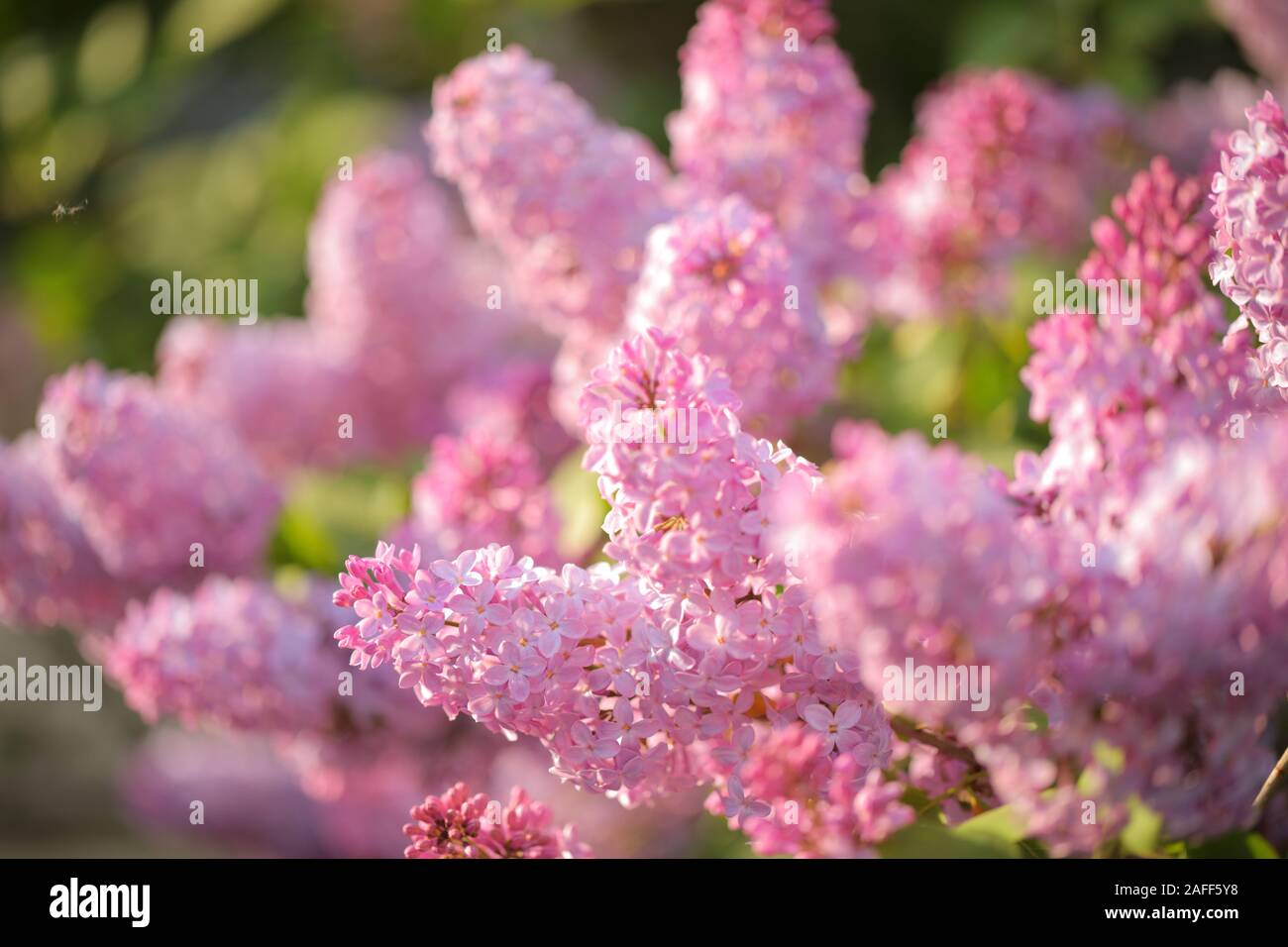 Lilac Blossom en un soleado día de primavera. Fondo de Pascua Foto de stock