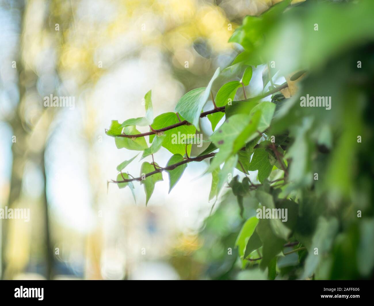 Detalle de hojas de hiedra con fondo borroso Foto de stock