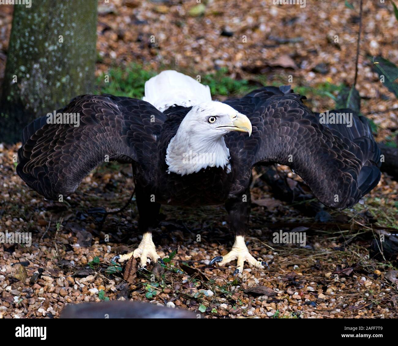 El águila calva bird Ver perfil de cerca con alas rodeada de follaje de  fondo, mostrando plumaje pardo, cuerpo, cabeza, ojos, pico, garras, fea  Fotografía de stock - Alamy