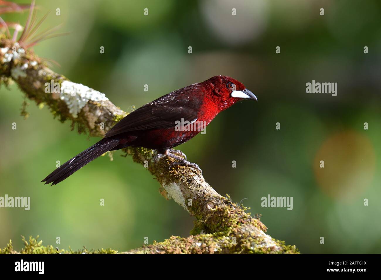Tanager picuda de plata en la rama en la selva peruana Foto de stock