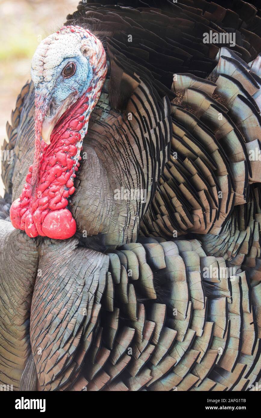 Rio Grande Wild Turkey Gobbler Strutting Fotos E Imagenes De Stock Alamy Rio Grande Wild Turkey Gobbler Strutting Fotos E Imagenes De Stock Alamy