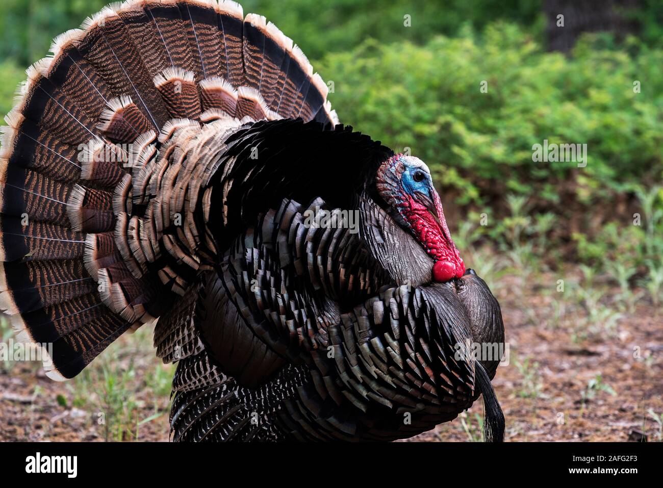 Rio Grande Wild Turkey Gobbler Strutting Fotos E Imagenes De Stock Alamy Rio Grande Wild Turkey Gobbler Strutting Fotos E Imagenes De Stock Alamy