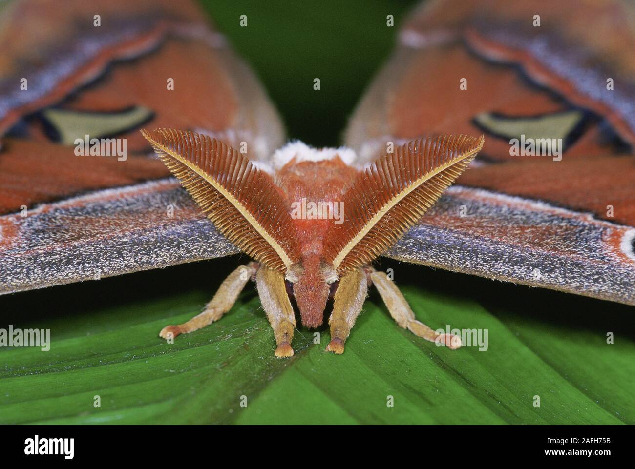 Antenas bipectinadas fotografías e imágenes de alta resolución - Alamy