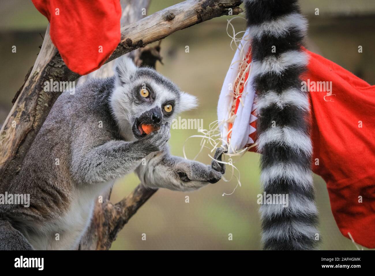 Londres, 16 de diciembre de 2019. El Zoo de lémures de cola anillada unirse  a la acción con sus propias medias colgadas, rellenas con una selección de  veggie recortes. Lémures de cola