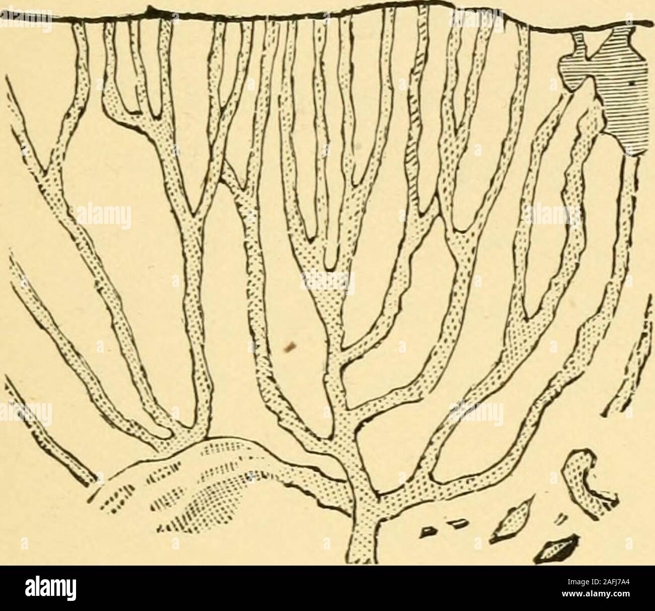 . Reliquias de vida primitivo, el comienzo de la vida en el amanecer del tiempo geológico. Fig. 41.-Comparación de pared Tubulate y prismas de crisotilo inperspective. specto podrían haber sido engañados por el crisotilo veinswhen estos bordean las láminas. Mobius, por ejemplo, las cifras de la estructura como true y false si ellos werethe mismo. La protesta debe hacerse aquí en contra de ese modo. Foto de stock