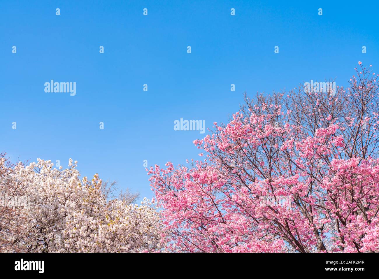 Vajilla Japonesa I Sakura Japón – Etiquetado cerámica – Sakura Japon