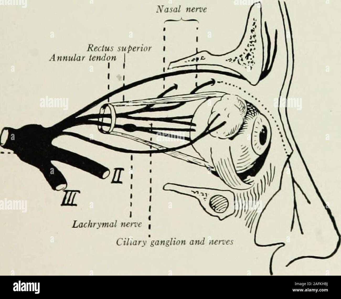 . La anestesia local y regional : con capítulos sobre espinal, epidural, paravertebral y parasacral analgesia, y en otras aplicaciones de la anestesia local y regional para la cirugía de los ojos, los oídos, la nariz y la garganta, y a la práctica odontológica. Fig. 166.-músculos oculares vistos después de la extirpación de la pared lateral de la órbita: un globo ocular,;6, nervio óptico; c, c, d, párpados; seno maxilar; e, plato pterigoideo; /. El foramen rotundum;g, techo de órbita; h, Seno frontal; I, supra-orbital nervio; k, septum orbitale; yo, levator pal-pebral superioris; &gt; 3 recti, superior e inferior; 4, 4 porciones de la cut extern Foto de stock