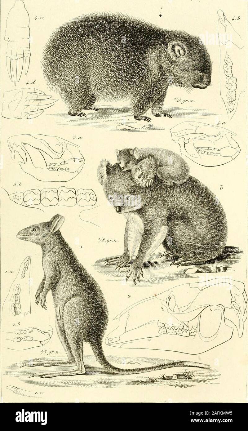 Iconographie Du Regne Animal De G Cuvier Ou Representation D Apres Nature De L Une Des Especes Et Les Plus Souvent No Figurees Encore De Chaqueno Genero D Animaux Avec Un Texte Descriptif