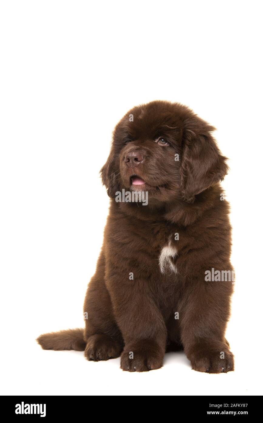 Lindo cachorro de perro de Terranova marrón sentado mirando hacia arriba  aislado sobre un fondo blanco Fotografía de stock - Alamy