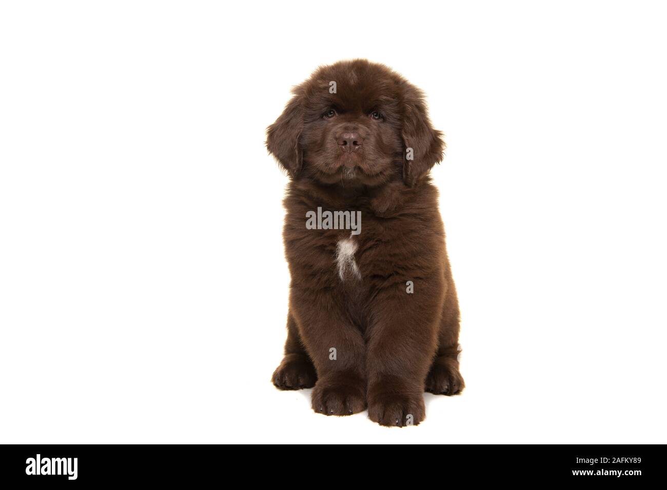 Lindo cachorro de perro de Terranova marrón sentado mirando la cámara  aislado sobre un fondo blanco Fotografía de stock - Alamy