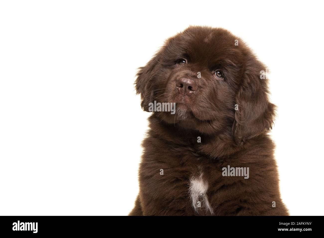 Retrato de un lindo cachorro de perro de Terranova marrón sobre un fondo  blanco Fotografía de stock - Alamy