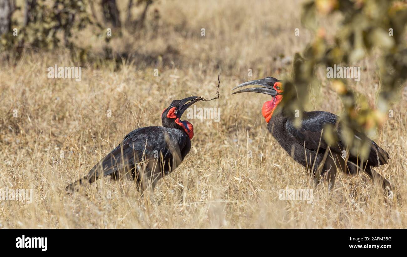 Dos tierra meridional Hornbills jugando de sabana en el Parque Nacional Kruger, Sudáfrica ; Specie Bucorvus leadbeateri familia de Bucerotidae Foto de stock