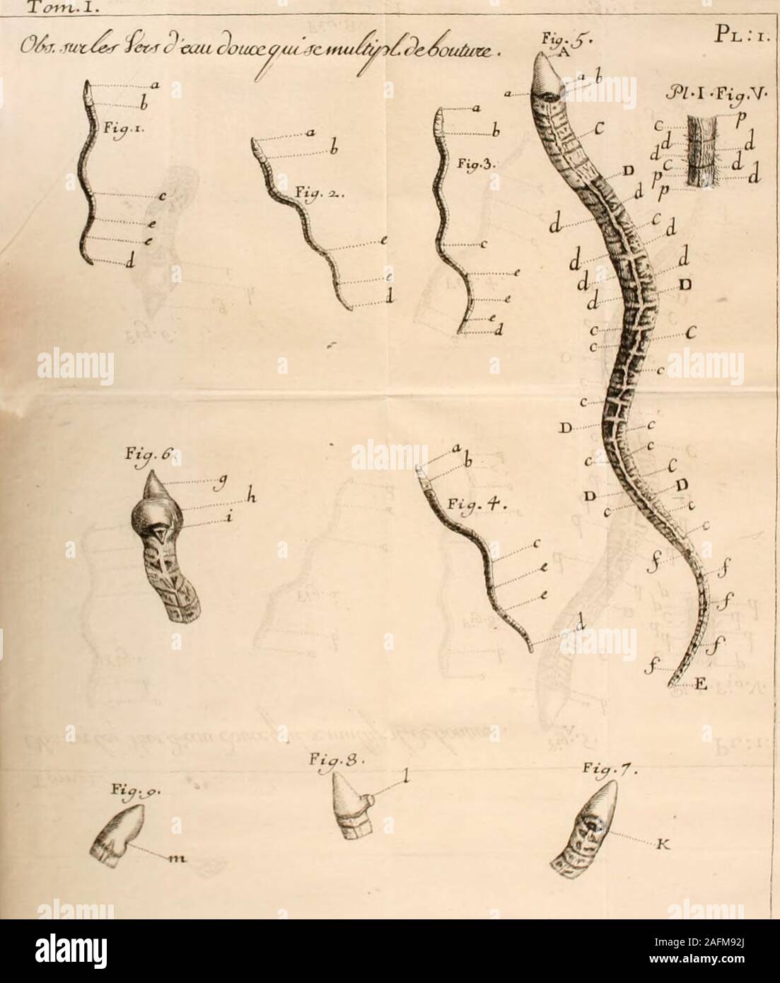 Oeuvres D Histoire Naturelle Et De Philosophie De Charles Bonnet I Kzb Sculf R Uitci E P U C Et Okxrvcuionr Jur Et Venc L Fitu Jluilx Ijui Lt R Mt Primera Ie Ia Ciify Je R 1 Fig 1