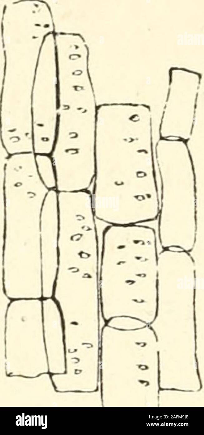 La Biblia y la ciencia. Fig. 14.-tejido celular de la médula. Fig