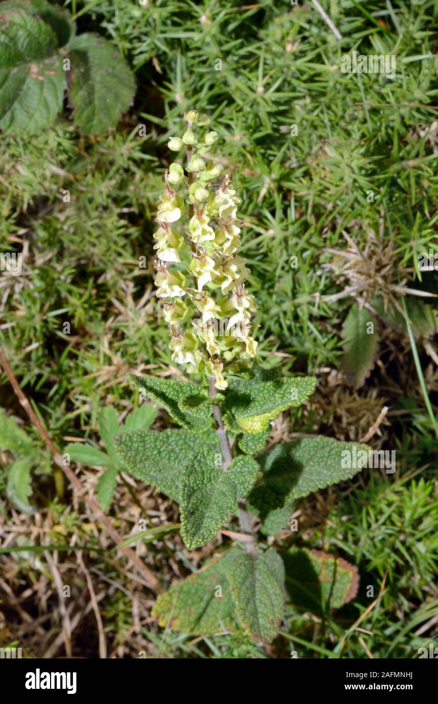 Teucrium scorodonia (madera sage) es nativa de Europa Occidental y Túnez en los bosques y brezales de ácido. Foto de stock