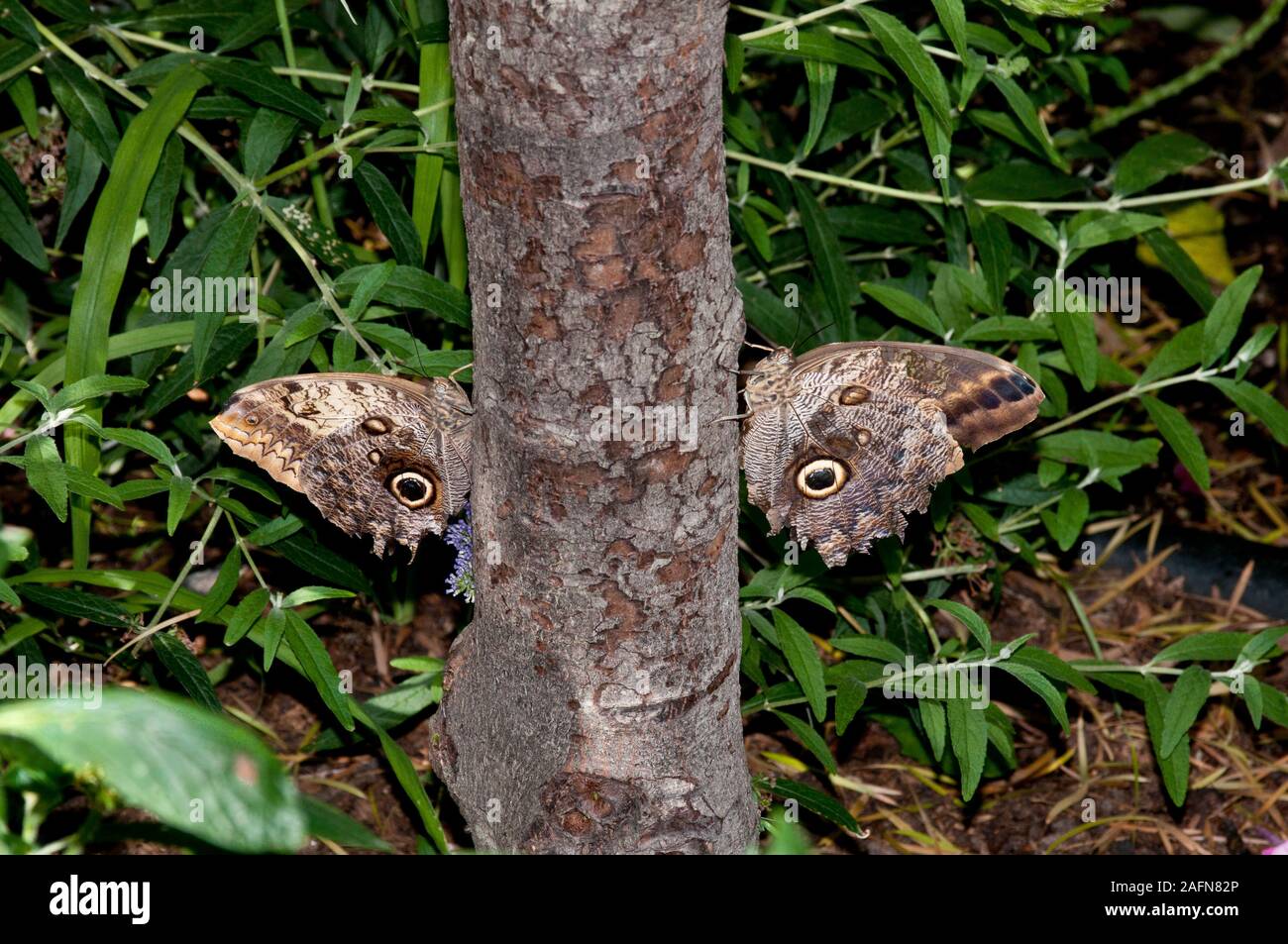 Saint Paul, Minnesota. Jardín de Mariposas. Un par de mariposas Búho gigante común ' Caligo eurilochus' en el lado de un árbol. Nativa de América del Sur. Foto de stock