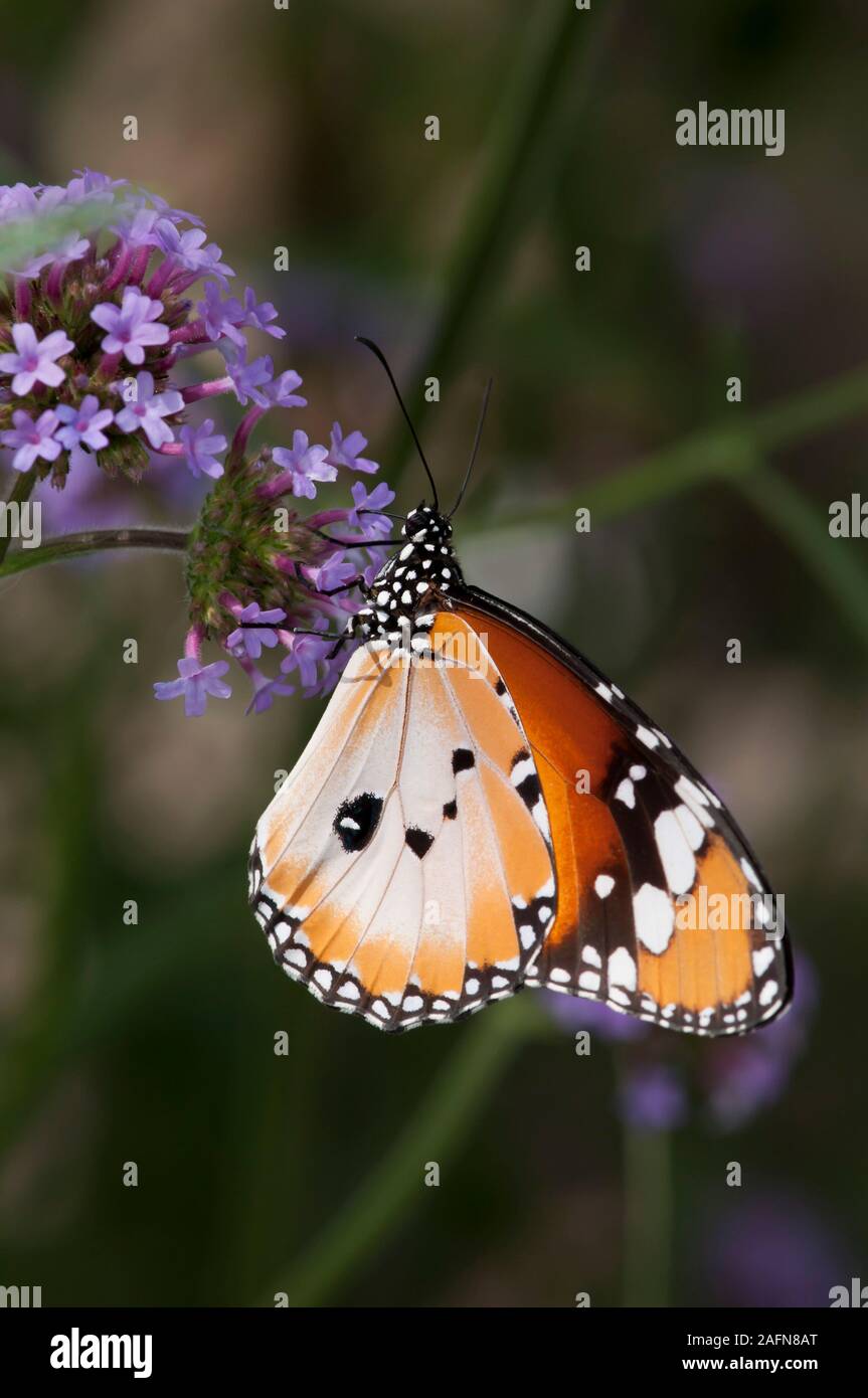 Saint Paul, Minnesota. Jardín de Mariposas. Tigre normal o africano ' mariposa monarca Danaus chrysippus', es una mariposa común que se ha extendido en un Foto de stock