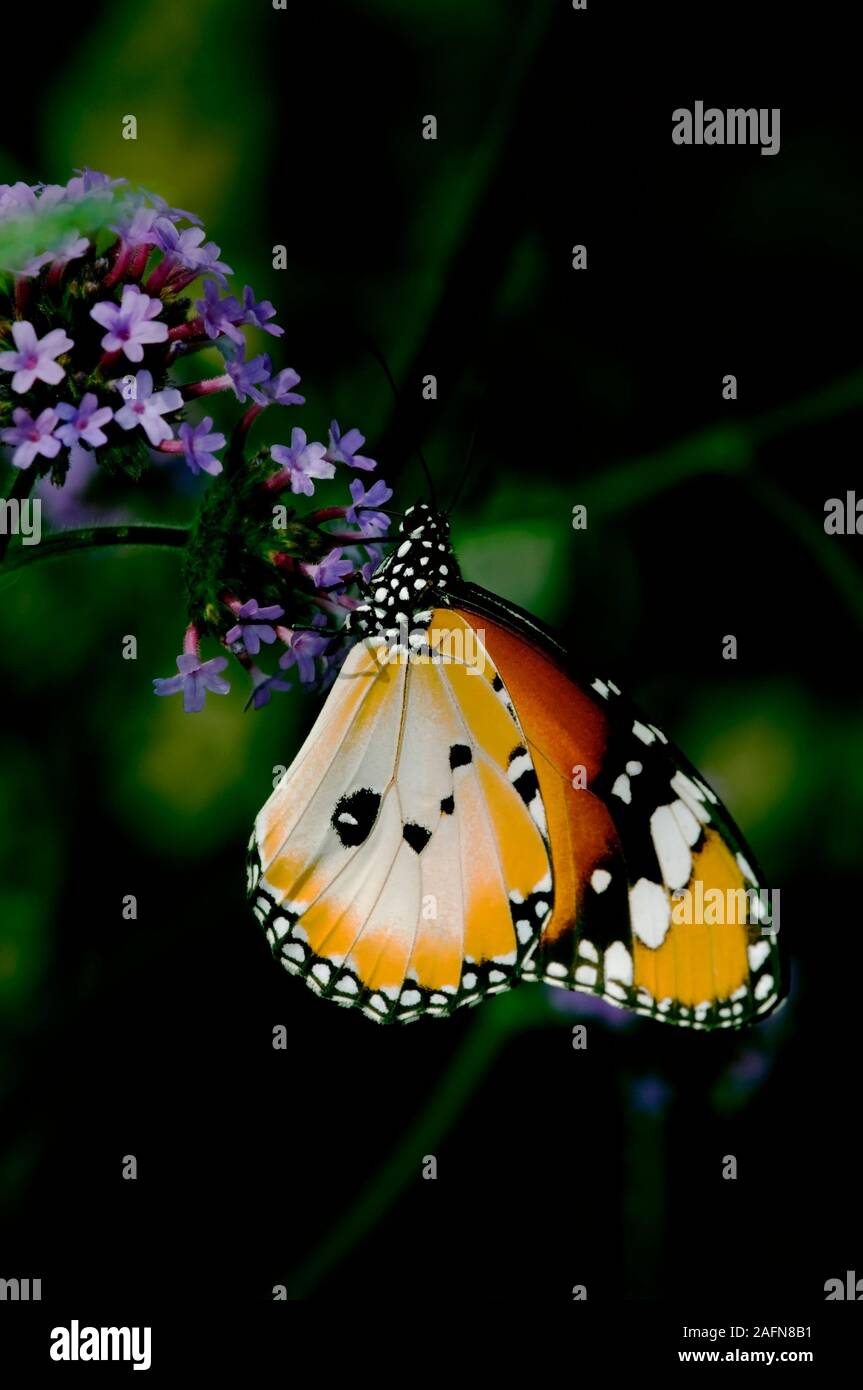 Saint Paul, Minnesota. Jardín de Mariposas. Tigre normal o africano ' mariposa monarca Danaus chrysippus', es una mariposa común que se ha extendido en un Foto de stock