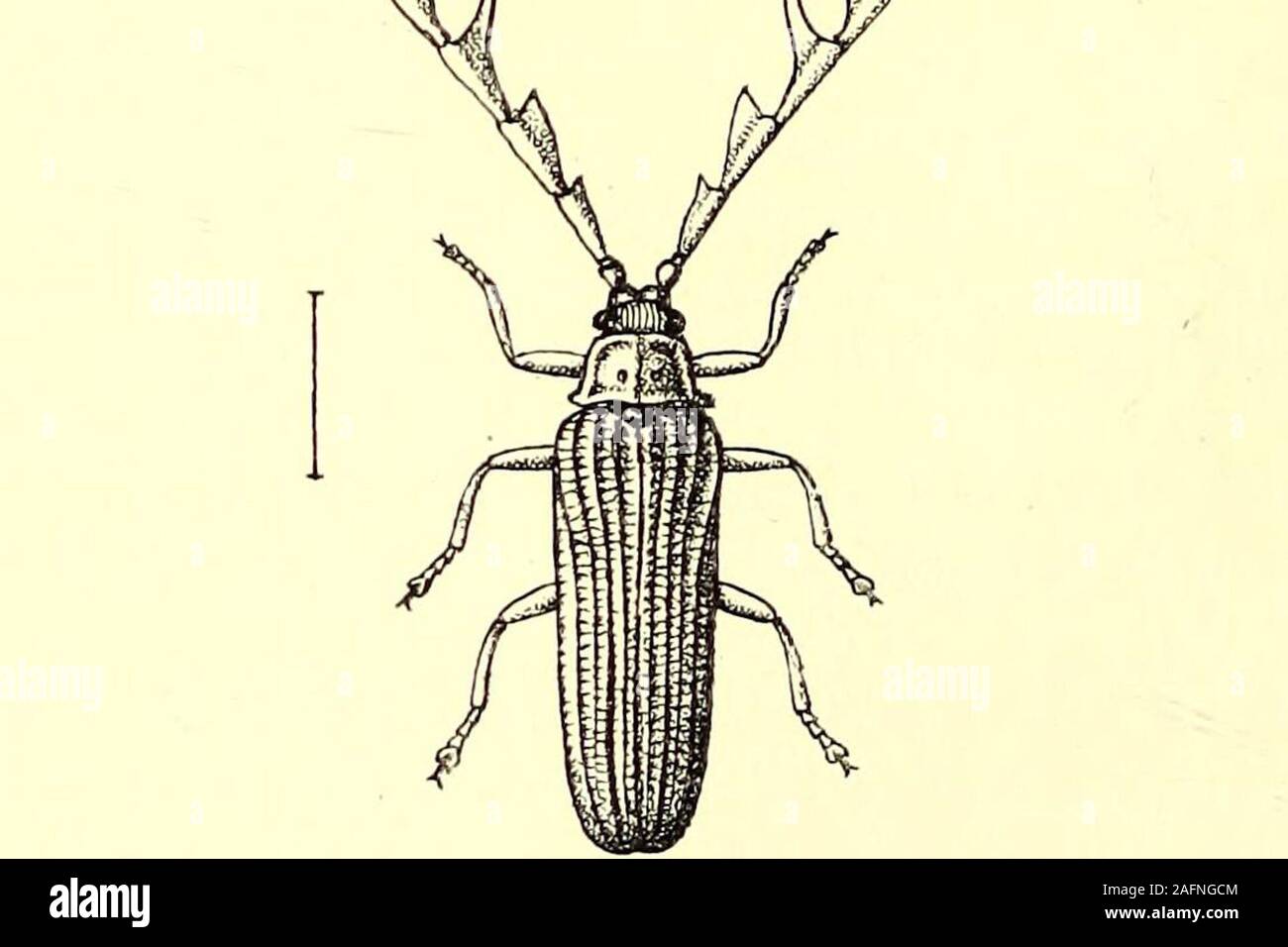 . Coleoptera: introducción general y Cicindelidae y Paussidae. Fig. .37. Macrolycus bowringi. Menos luz brillante; en. Fig. 58.-Alebrus cxpansicornis. La naturaleza de la luminosidad, pero muy poco se knownabout; aparentemente es debido a la oxidación de algunos fattysubstance formado o secretados dentro del cuerpo. En la mayoría de los casos, pero hay poca diferencia en general appearancebetween la hembra y la larva, mientras que los machos son perfectas CAM TH ÁRIDO JE. 137 Foto de stock