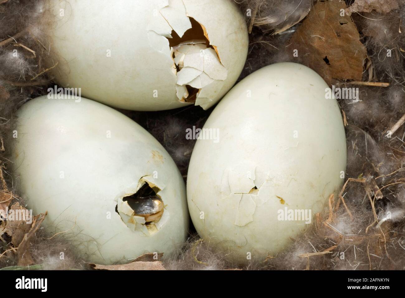 Huevos el ánade real (Anas platyrhynchos). Carcasa vacía arriba a la izquierda a partir de la cual ya ha surgido un patito. Otros dos huevos patito show chipping con huevo, bot Foto de stock