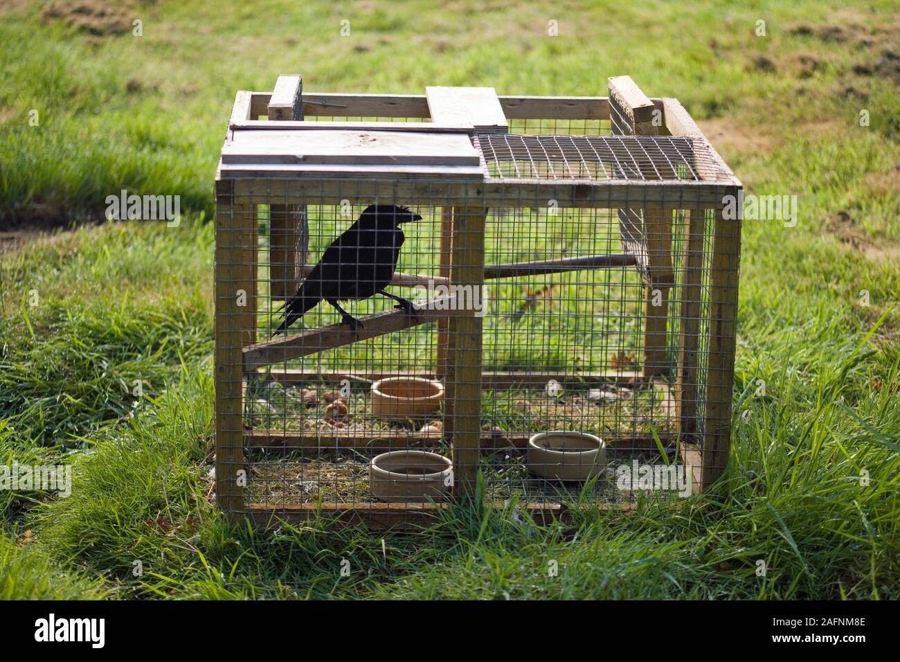 LARSEN trampa usada para controlar los números de corvids (cuervos), considerados como plagas o 'vermin fincas administradas por el juego'. Viven aves señuelo utilizado. Legal. Foto de stock