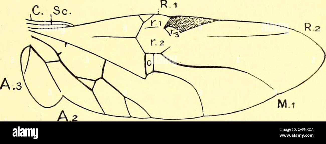 . Coleoptera: introducción general y Cicindelidae y Paussidae. A.i. Cu 2Pu.i M.2 Fig. 19.-Adephagid tipo de aleta. Figura superior : Omma stanleyi. (Después de Kolbe.)figura inferior : Taehypus flavipes. (Después de Kemper). Foto de stock