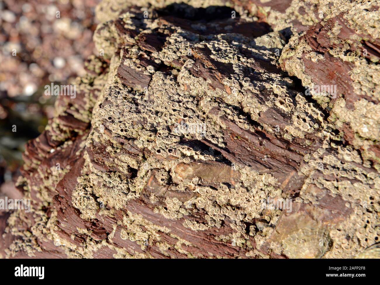 Época devoniano rocas cubiertas con muchos percebes (Semibalanus balanoides) en Oyster cove sur de Paignton, Devon, Reino Unido, en el geoparque mundial UNESCO Foto de stock