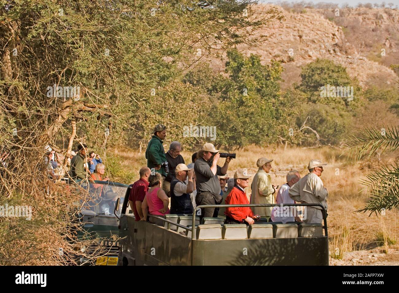 Los turistas viendo un tigre de Bengala salvajes del Parque Nacional Ranthambhor, Rajasthan, India. Febrero. Foto de stock