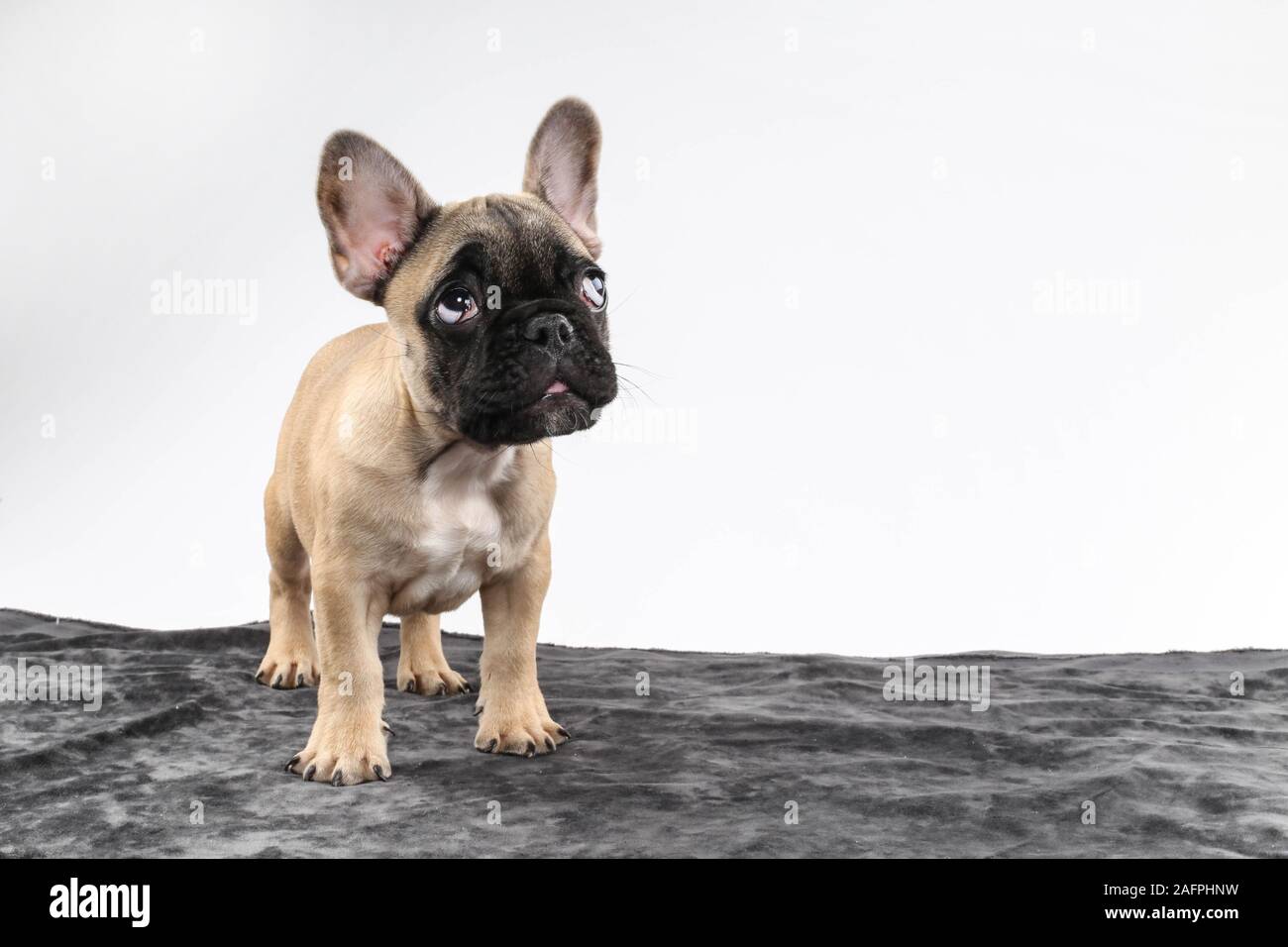 Lindo Bebe Cachorro Bulldog Frances Con Ojos De Cachorro Fotografia De Estudio Fotografia De Stock Alamy Lindo Bebe Cachorro Bulldog Frances Con Ojos De Cachorro Fotografia De Estudio Fotografia De Stock Alamy