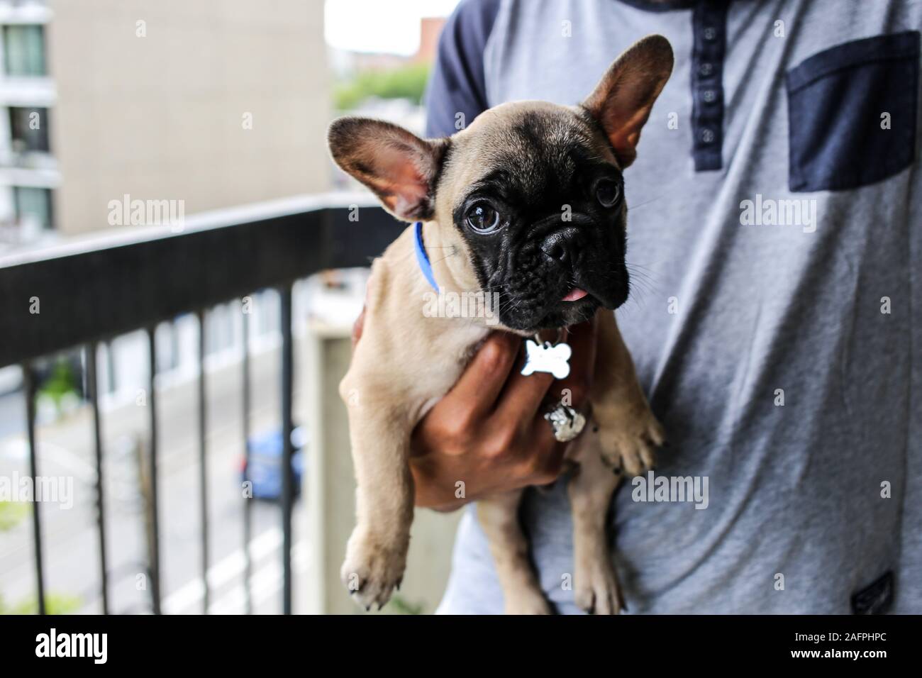 Hombre Sujetando Adorable Cachorro Bulldog Frances Fawn Bebe Fotografia De Stock Alamy Hombre Sujetando Adorable Cachorro Bulldog Frances Fawn Bebe Fotografia De Stock Alamy