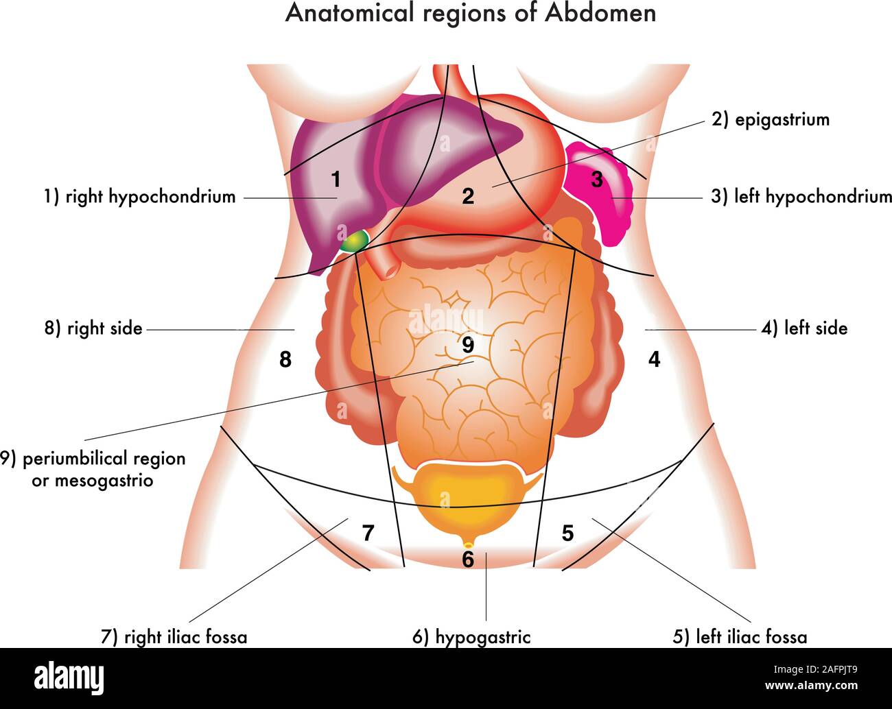Diagrama de regiones anatómicas de abdomen. Ilustración del Vector