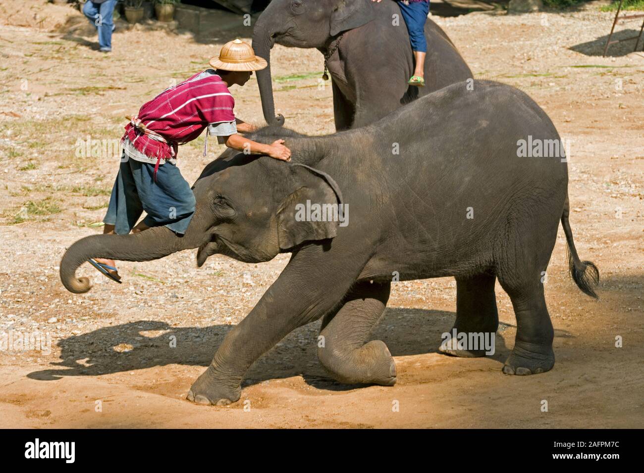 El elefante asiático (Elephas maximus), sesiones de formación con Mahout, Maesa Elephant Camp, Chiang Mai, Tailandia. Foto de stock