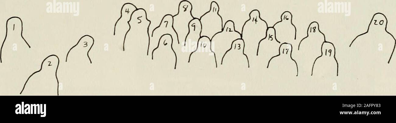 El Rododendro [Serie]. 1. Ron Blalock 2. Bob Alsbaugh 3. Mike Rogers 4.  Bill Cole 5. Suson Hilder 6. Randy Rowley 7. Roger Pinson 8. Clif Robinson  9. Harold McKinney10. Ted