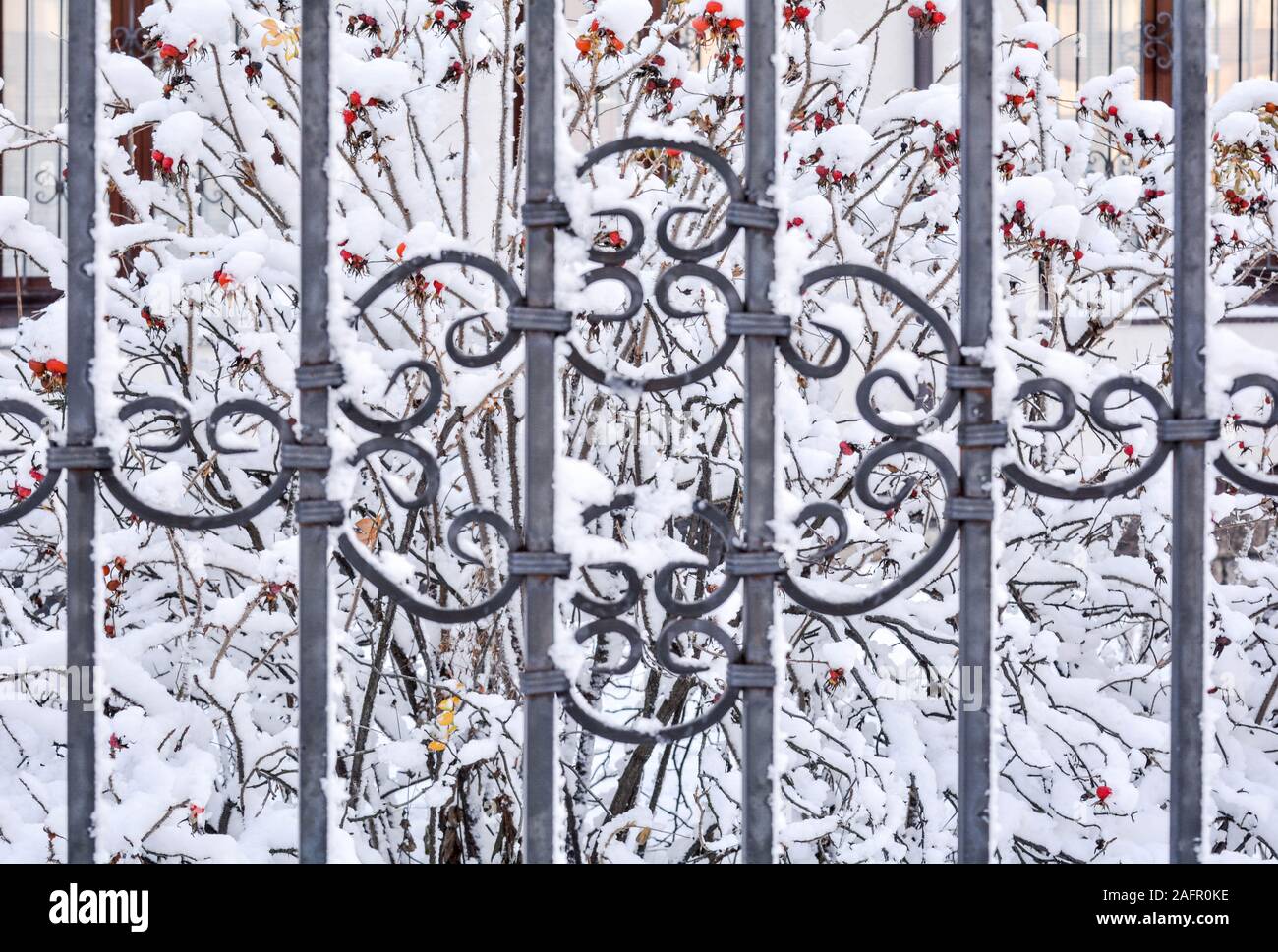 Acercamiento de frío congelado verja de hierro con nieve en fondo de rosa  mosqueta nevados arbustos con bayas maduras rojas. Latti cubierto de nieve  de hierro decorativos Fotografía de stock - Alamy